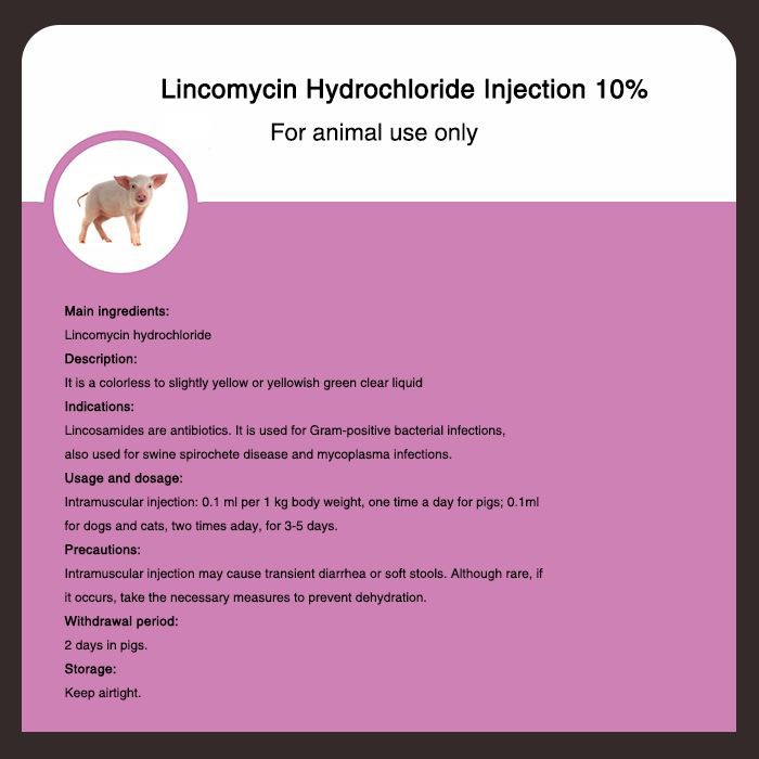 Lincomycin Hydrochloride انجکشن 10 فیصد